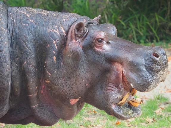 Nijlpaard 02